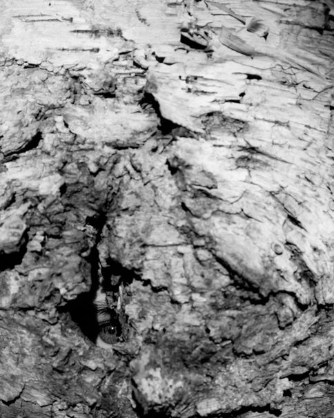 Close view of bark or stone