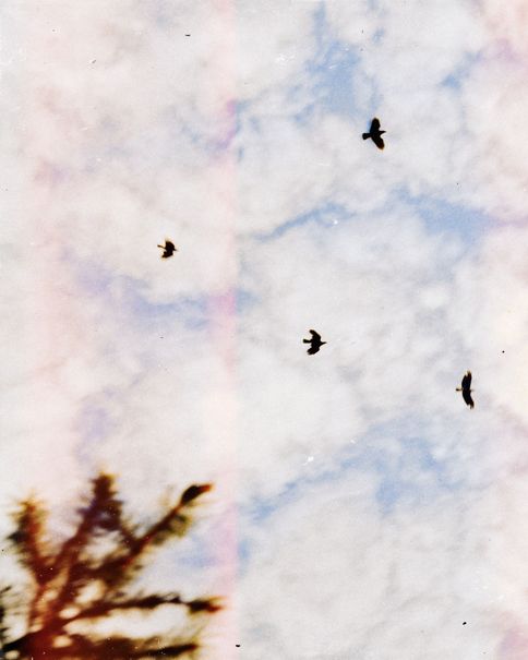 Birds against a pale clouded sky