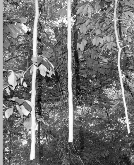 White trunks in foliage