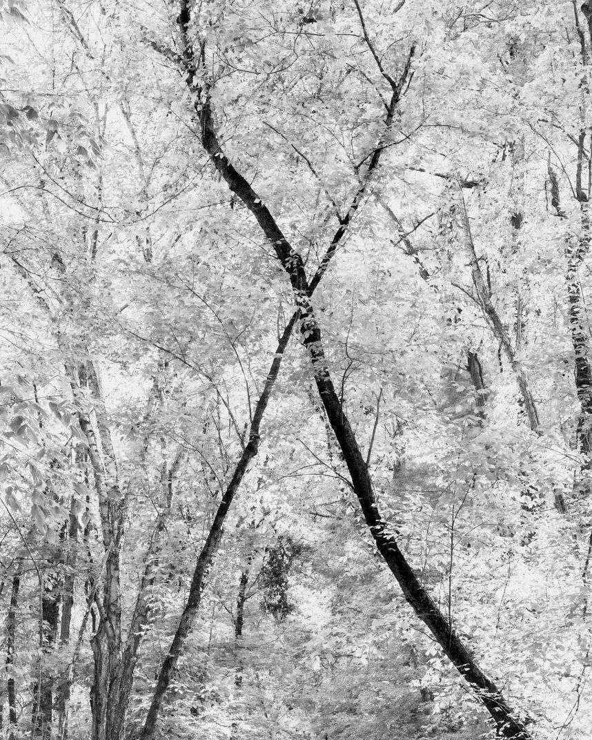Two branches crossing in an X against dense white growth