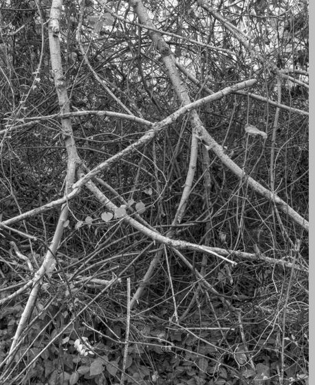 Branches and leaves under flash