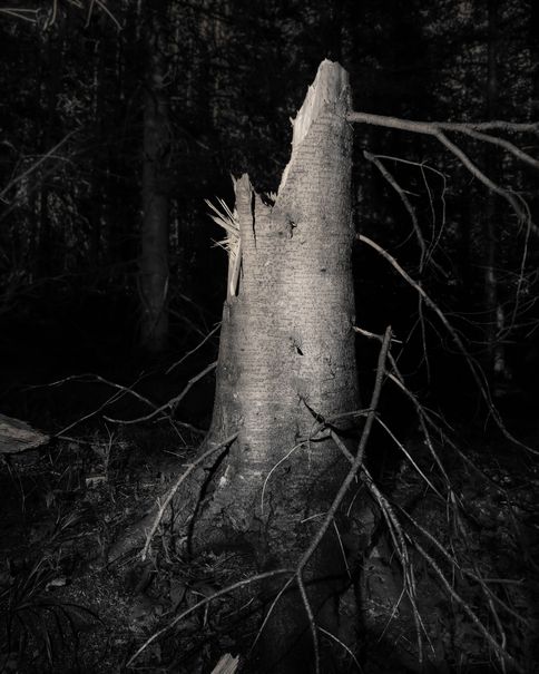 A splintered tree stump at night