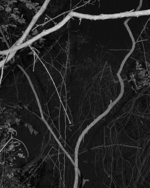 A single pale vine crossing darkness