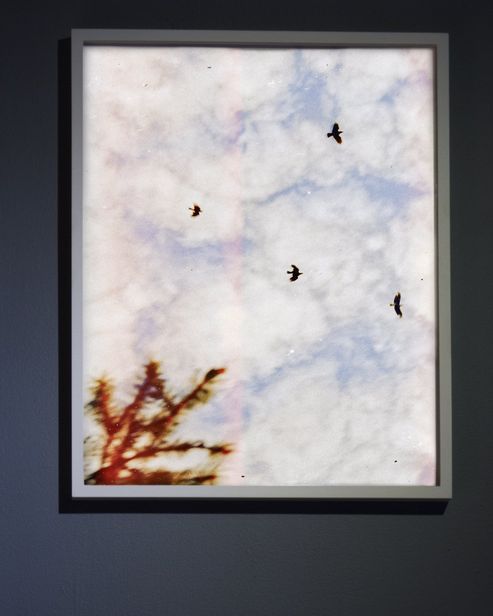A framed photograph of birds in a pale sky