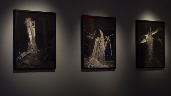 Three large framed photographs of broken trees