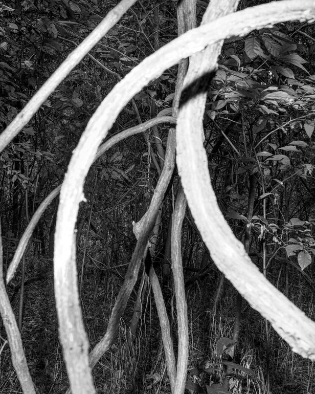 Arcing white vines in a dark thicket