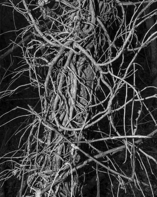 A dense column of vines