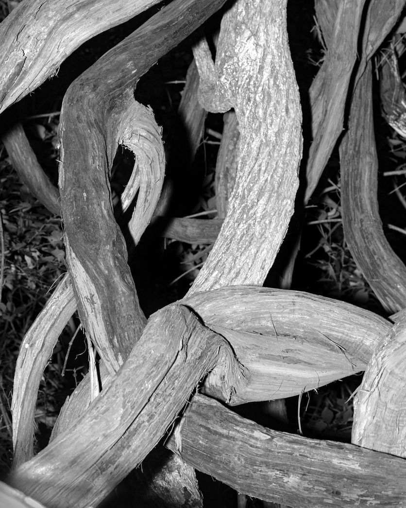 Knotted vines, pale against black