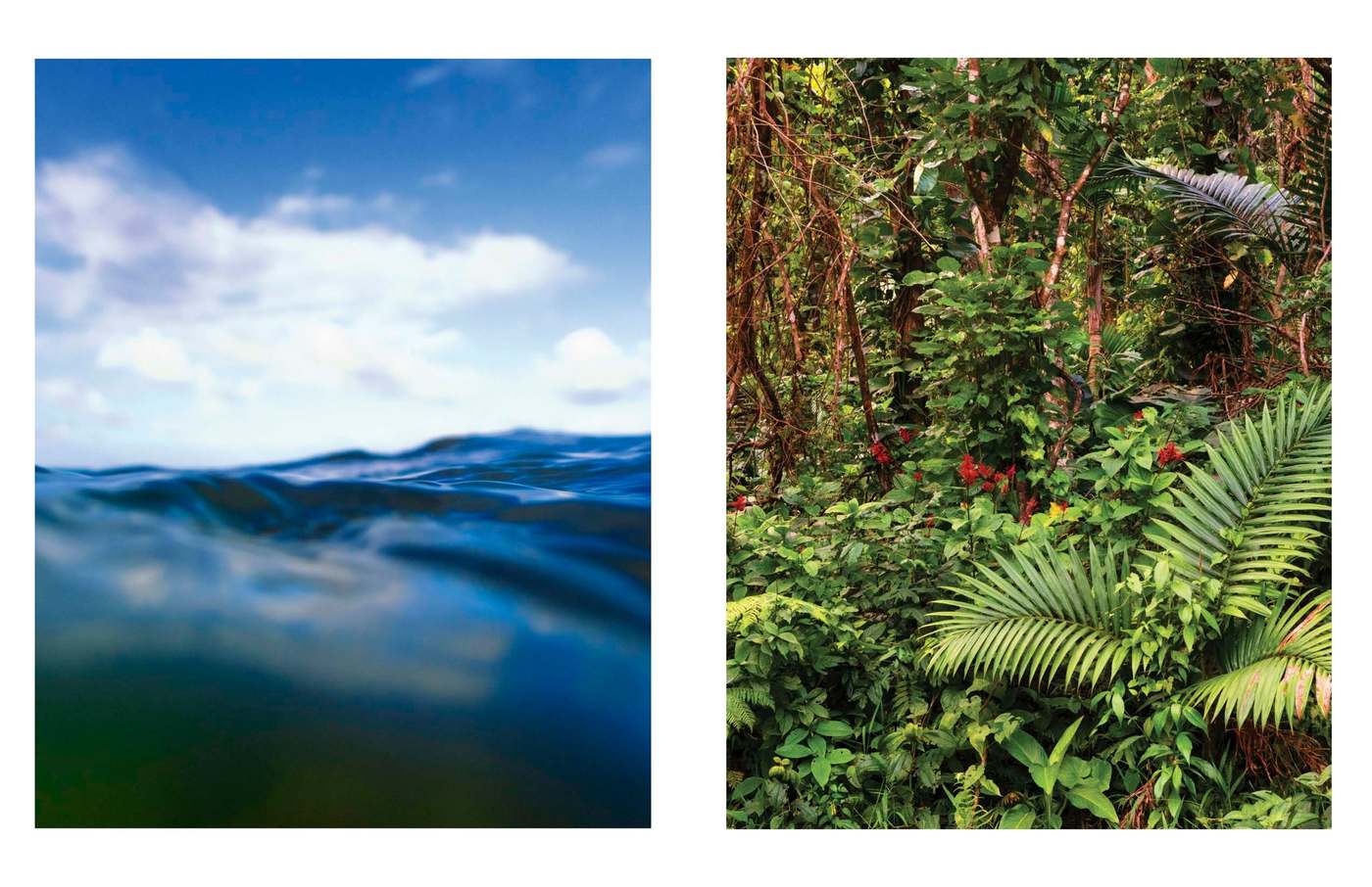 Spread: the sea and ferns