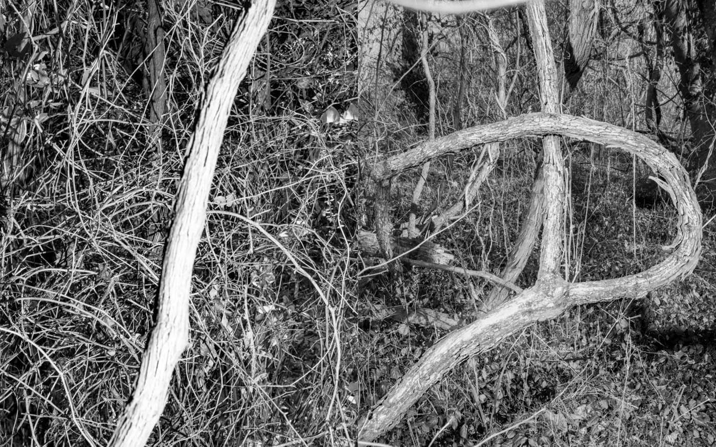 X, spread, pages 44 and 45: a white vine loops across the gutter
