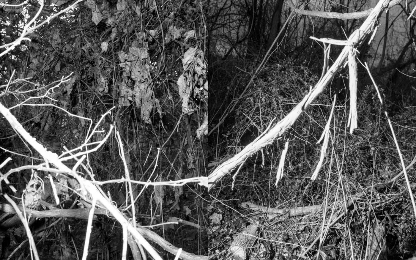 X, spread, pages 36 and 37: a pale branch runs across both photographs