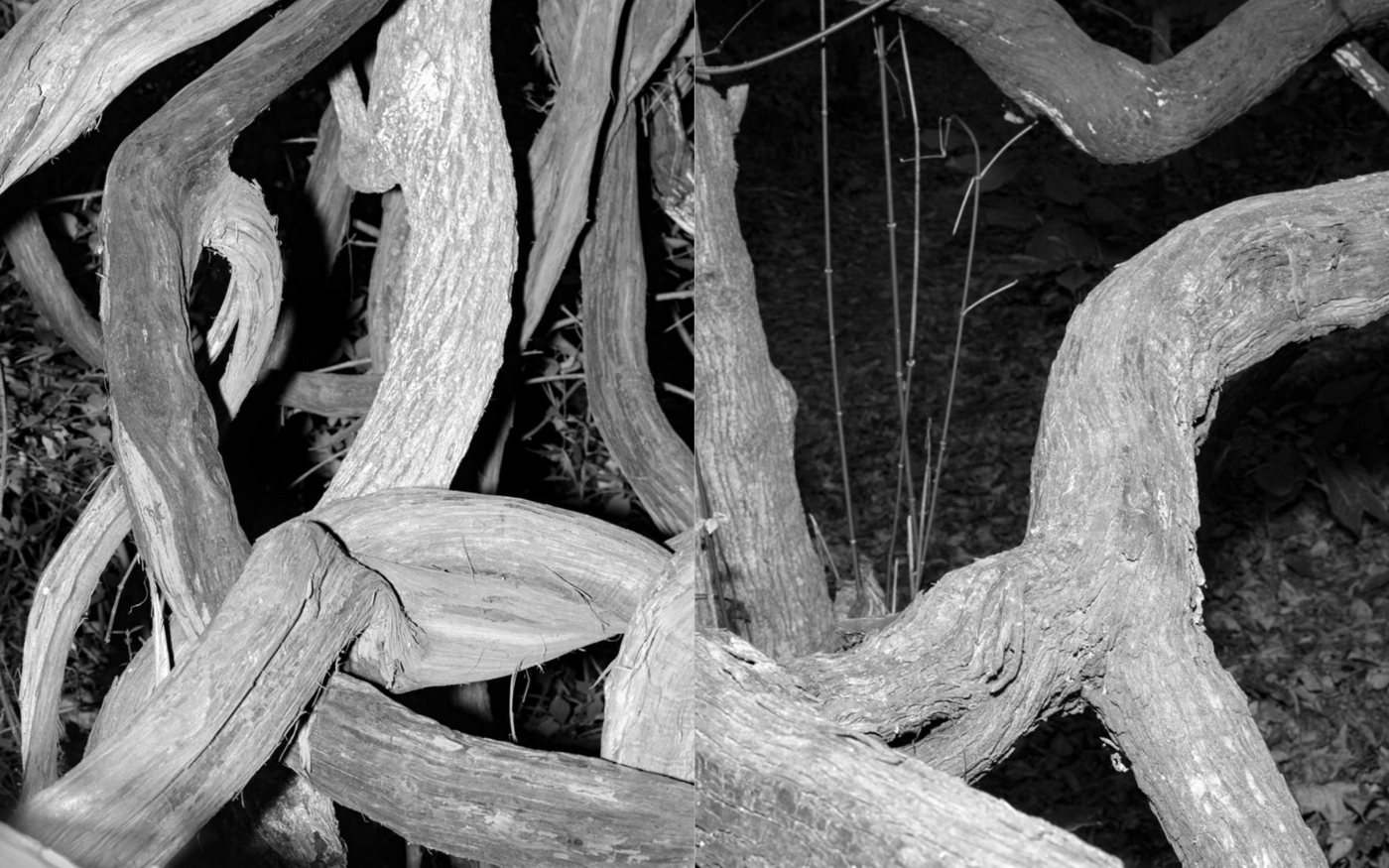 X, spread, pages 80 and 81: thick roots meet across the gutter